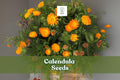 250 Calendula Seeds – Pacific Beauty Mix, Ornamental Flower Seeds for Gardens & Containers, Calendula officinalis, Made in USA