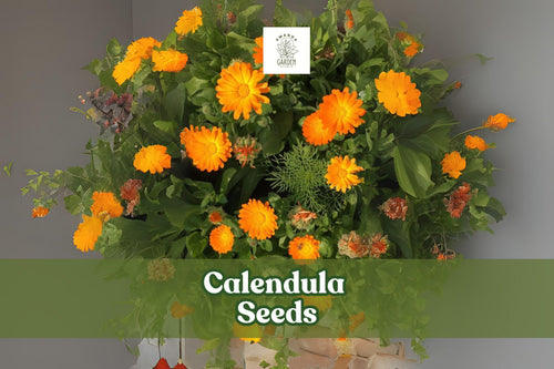 250 Calendula Seeds – Pacific Beauty Mix, Ornamental Flower Seeds for Gardens & Containers, Calendula officinalis, Made in USA