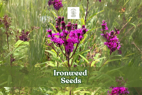 100 Ironweed Seeds Vernonia gigantea Tall Native Wildflower Seeds for Pollinator Gardens Purple Perennial Plant