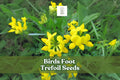 Birds Foot Trefoil Seeds – Lotus corniculatus – Yellow Wildflower Groundcover – Pollinator-Friendly Perennial Seed Pack