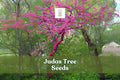 20 Judas Tree Seeds – Cercis siliquastrum Ornamental Flowering Tree for Garden or Bonsai