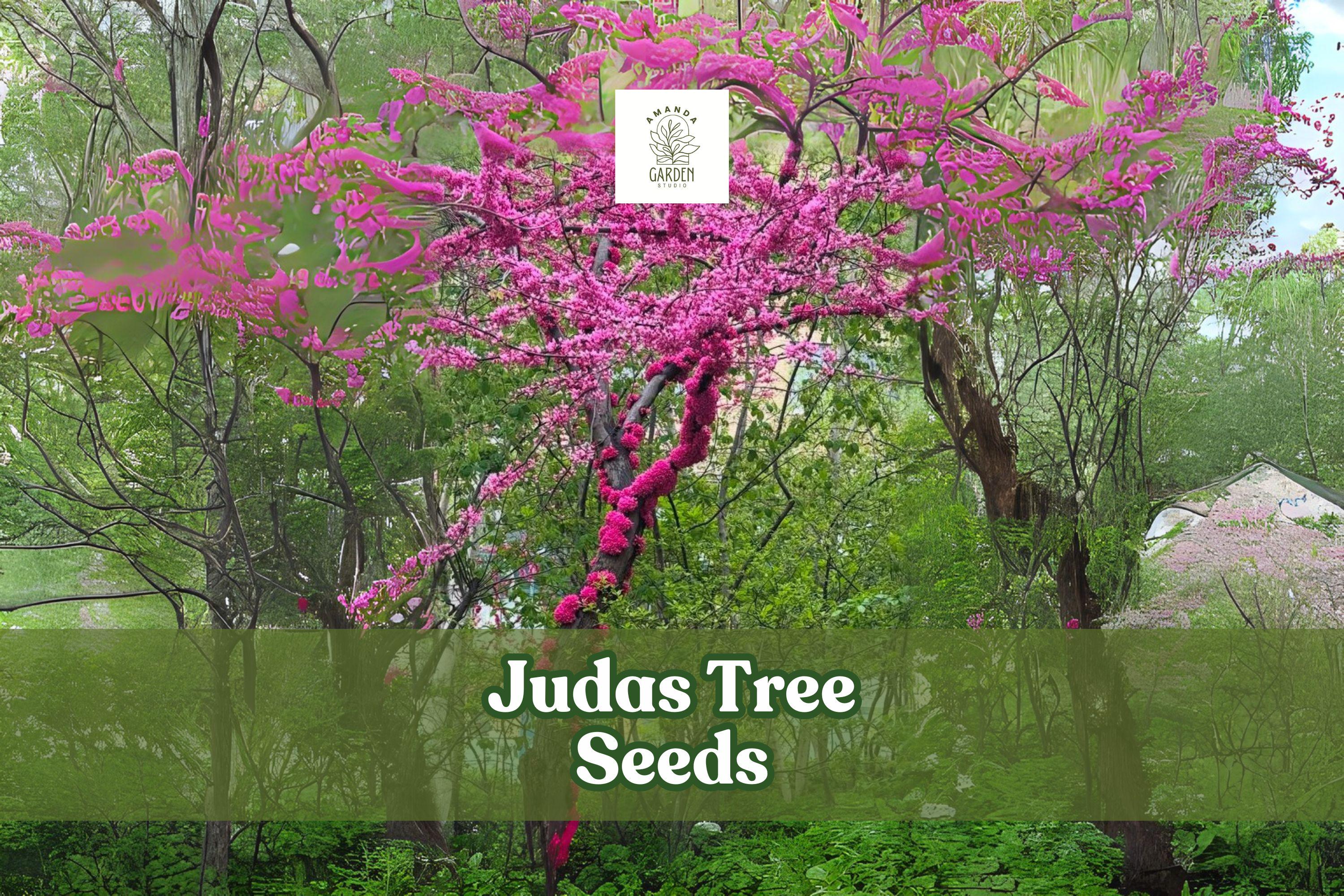 20 Judas Tree Seeds – Cercis siliquastrum Ornamental Flowering Tree for Garden or Bonsai