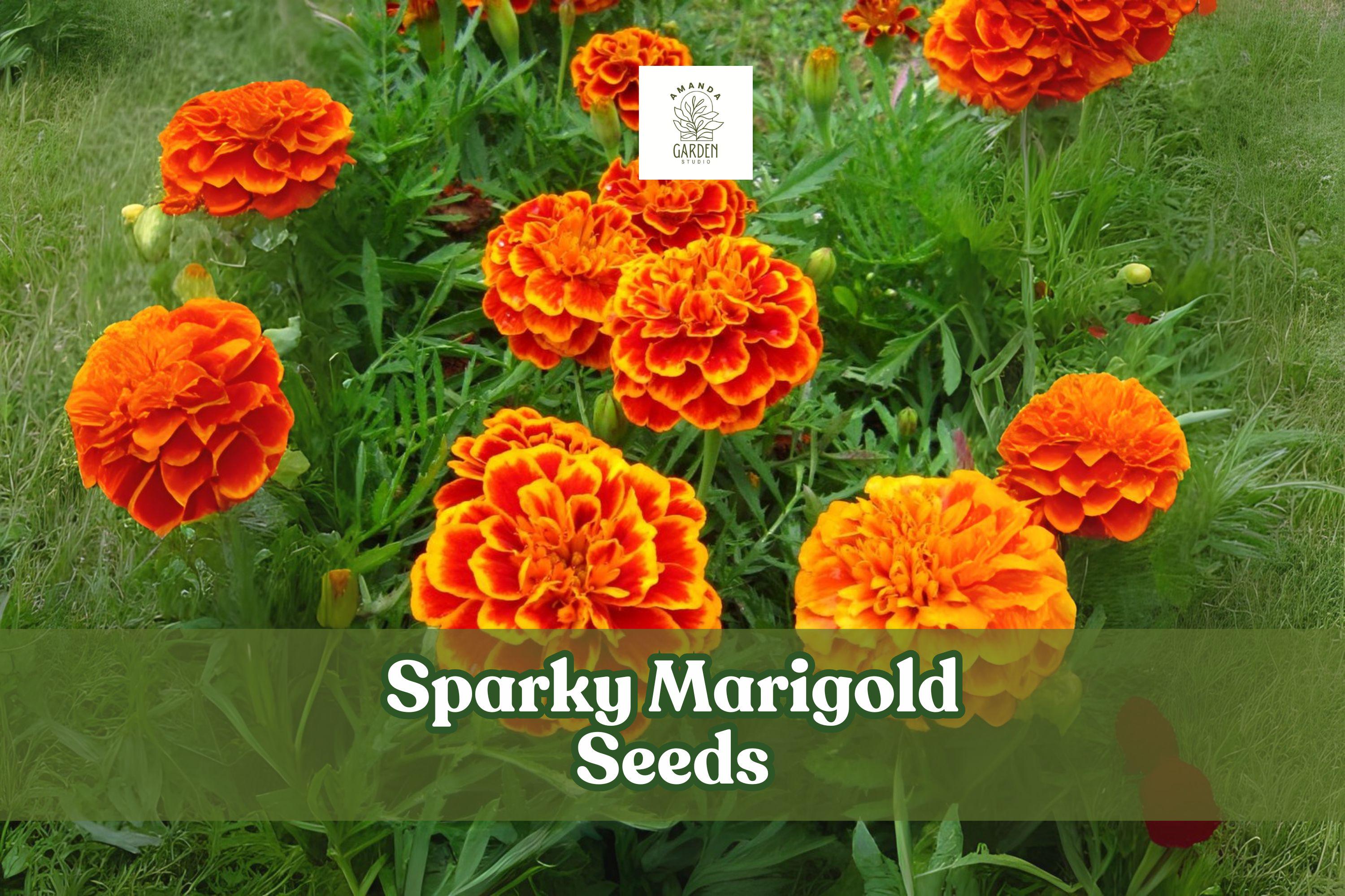 500 Sparky Marigold Seeds – Tagetes, Colorful Annual Flower Seeds for Garden Beds, Borders & Containers
