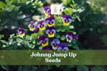 Johnny Jump Up Seeds – Viola tricolor Pansy Flowers – Multicolor Perennial Garden Blooms for Borders & Containers