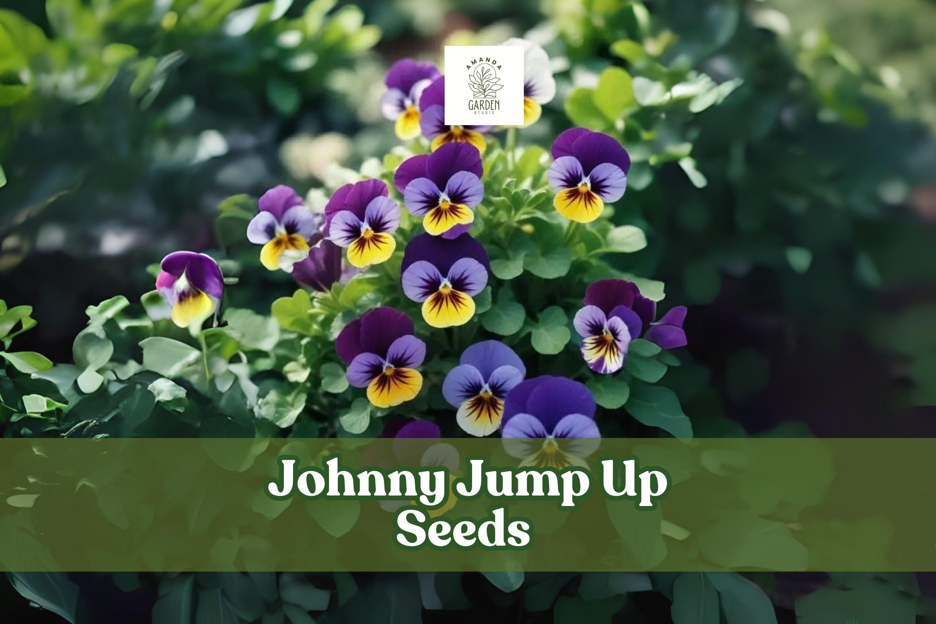 Johnny Jump Up Seeds – Viola tricolor Pansy Flowers – Multicolor Perennial Garden Blooms for Borders & Containers