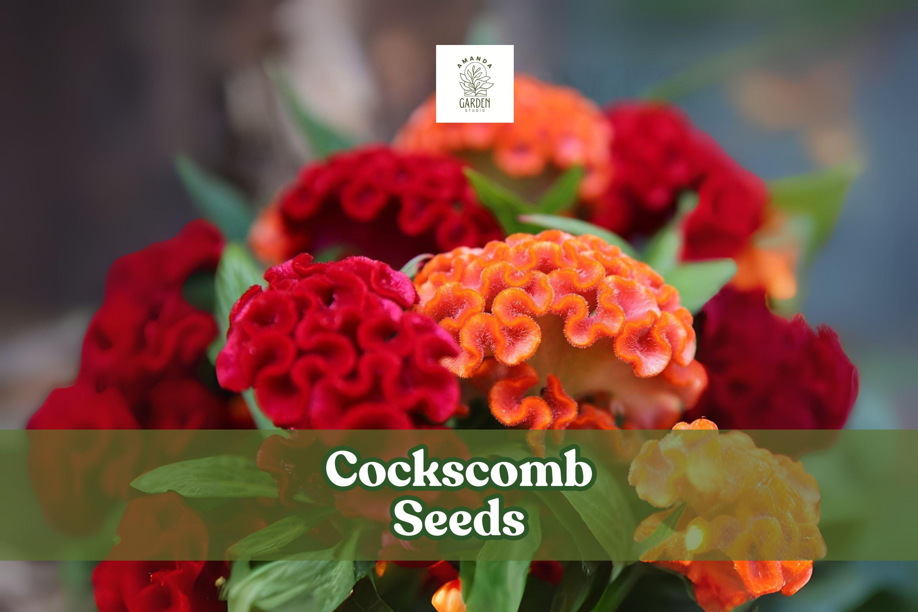 100 Cockscomb Seeds – Celosia cristata, Vibrant Crested Flowers for Garden Beds & Containers, Pollinator Friendly Annual Plant