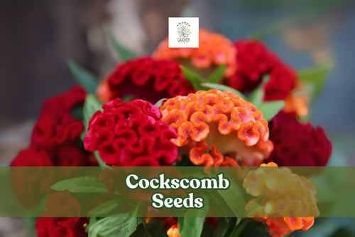 100 Cockscomb Seeds – Celosia cristata, Vibrant Crested Flowers for Garden Beds & Containers, Pollinator Friendly Annual Plant