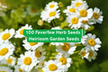 Feverfew Herb Seeds - Perennial White Daisy Flowers - Pollinator Friendly, Non-GMO, Easy to Grow, Tanacetum parthenium Seeds