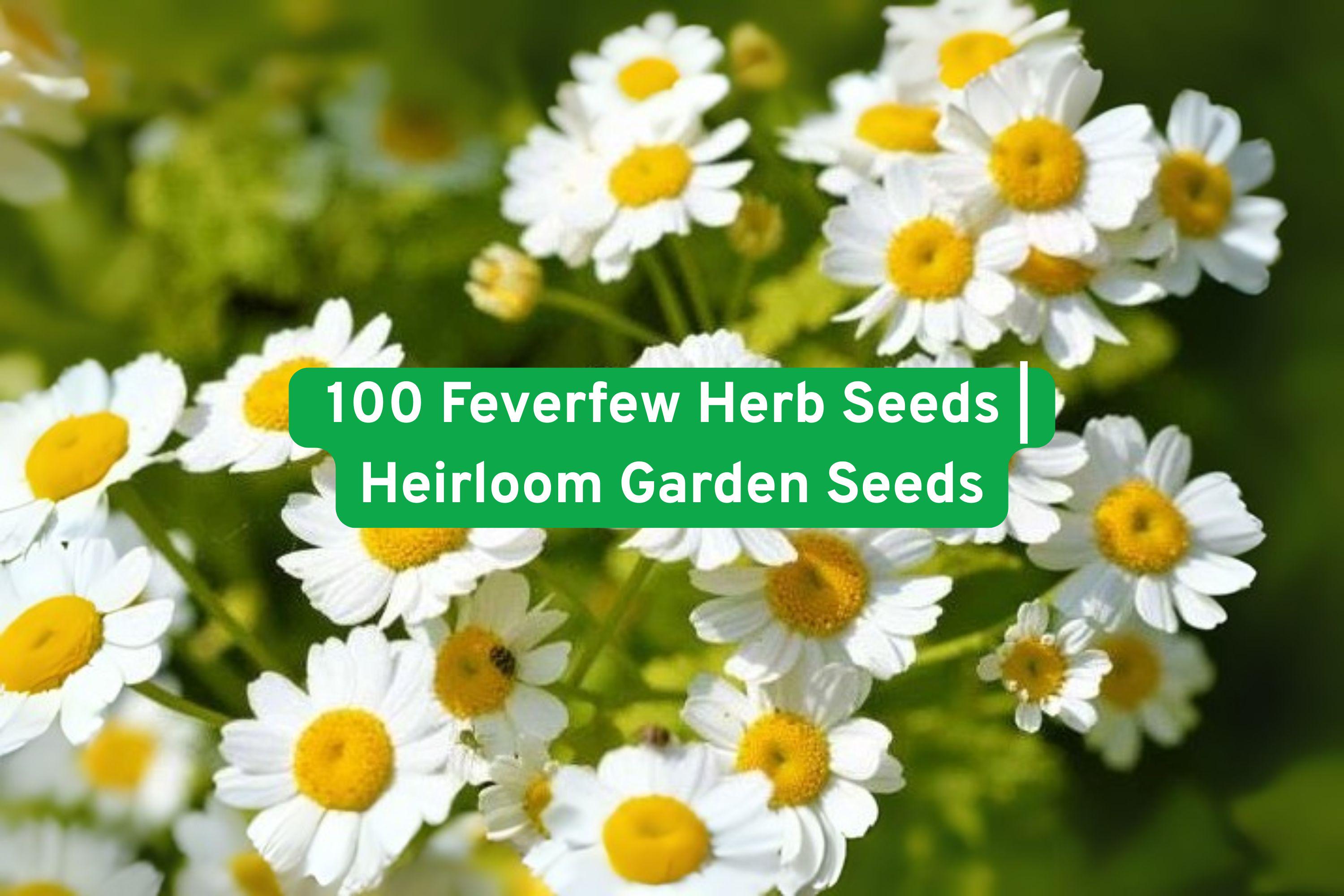 Feverfew Herb Seeds - Perennial White Daisy Flowers - Pollinator Friendly, Non-GMO, Easy to Grow, Tanacetum parthenium Seeds