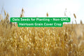 Heirloom Oats Seeds – Non-GMO Grain, Cover Crop & Fodder – Avena sativa
