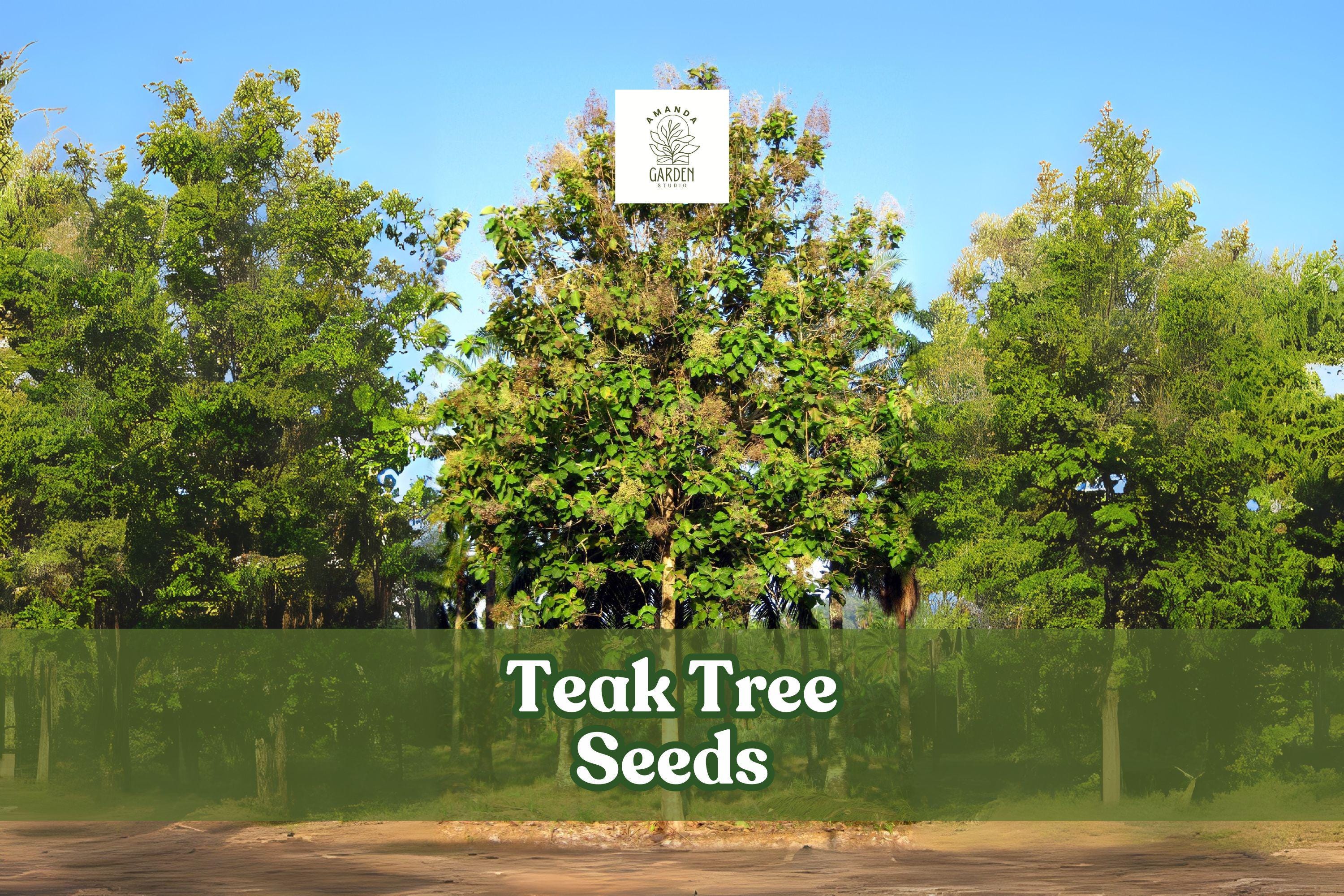 Teak Tree Seeds Set of 5 | Exotic Hardwood Tectona grandis | Fast-Growing Ornamental Tree for Tropical Gardens