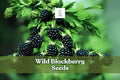 200 Wild Blackberry Seeds – Non-GMO Fruit Seeds for Edible Gardens – Rubus sp. | Grow Delicious Blackberries in USA