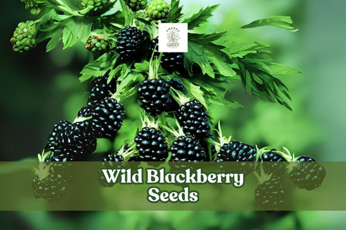 200 Wild Blackberry Seeds – Non-GMO Fruit Seeds for Edible Gardens – Rubus sp. | Grow Delicious Blackberries in USA