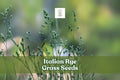 500 Italian Rye Grass Seeds – Lolium multiflorum – Fast-Growing Cover Crop & Lawn Grass for Erosion Control