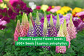 Russell Lupine Flower Seeds – 200+ Colorful Perennial Wildflower Seeds for Pollinator Gardens & Borders – Lupinus polyphyllus