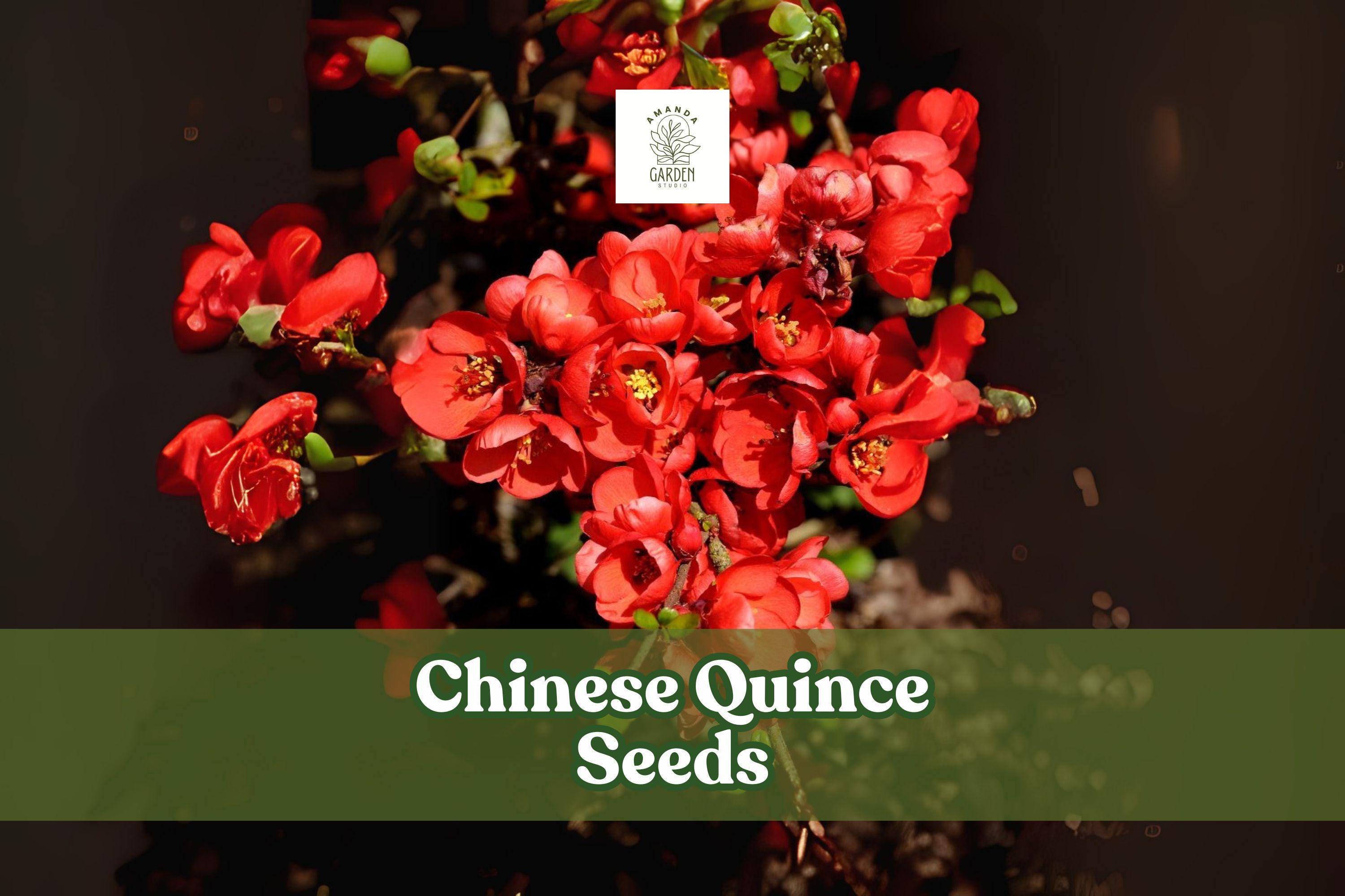 Chinese Quince Seeds – 20 Non-GMO Chaenomeles sinensis Ornamental Flowering Fruit Tree for Garden, Bonsai & Landscape