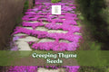 Creeping Thyme Seeds – Magic Carpet Ground Cover – Perennial Flowering Lawn Alternative – Thymus serpyllum, Purple-Pink Blooms