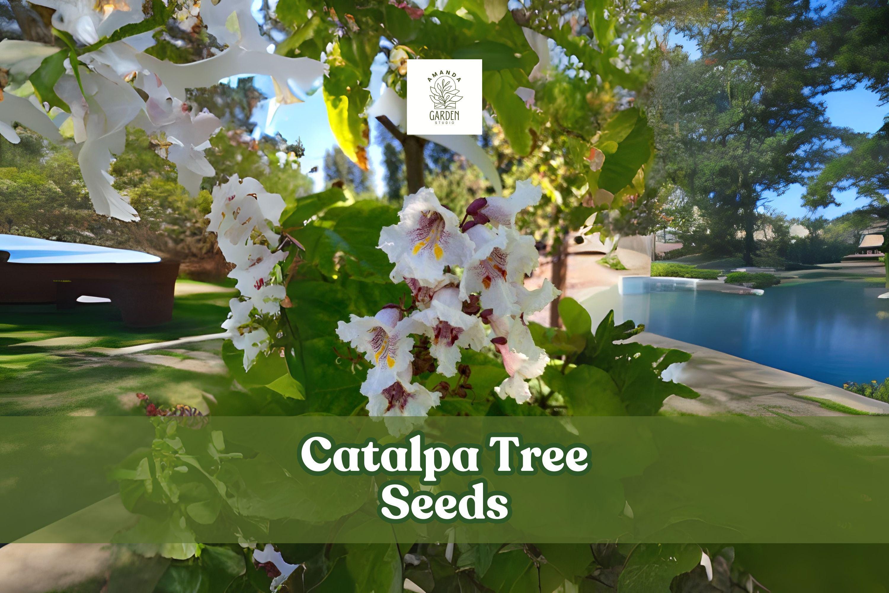 50 Catalpa Tree Seeds – Hardy Shade Tree with White Flowers – Ornamental, Fast Growing, Non-GMO Seeds for Landscaping