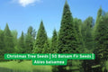 Balsam Fir Christmas Tree Seeds – Abies balsamea, Evergreen, Fragrant, Grow Your Own Holiday Tree, 50 Seeds