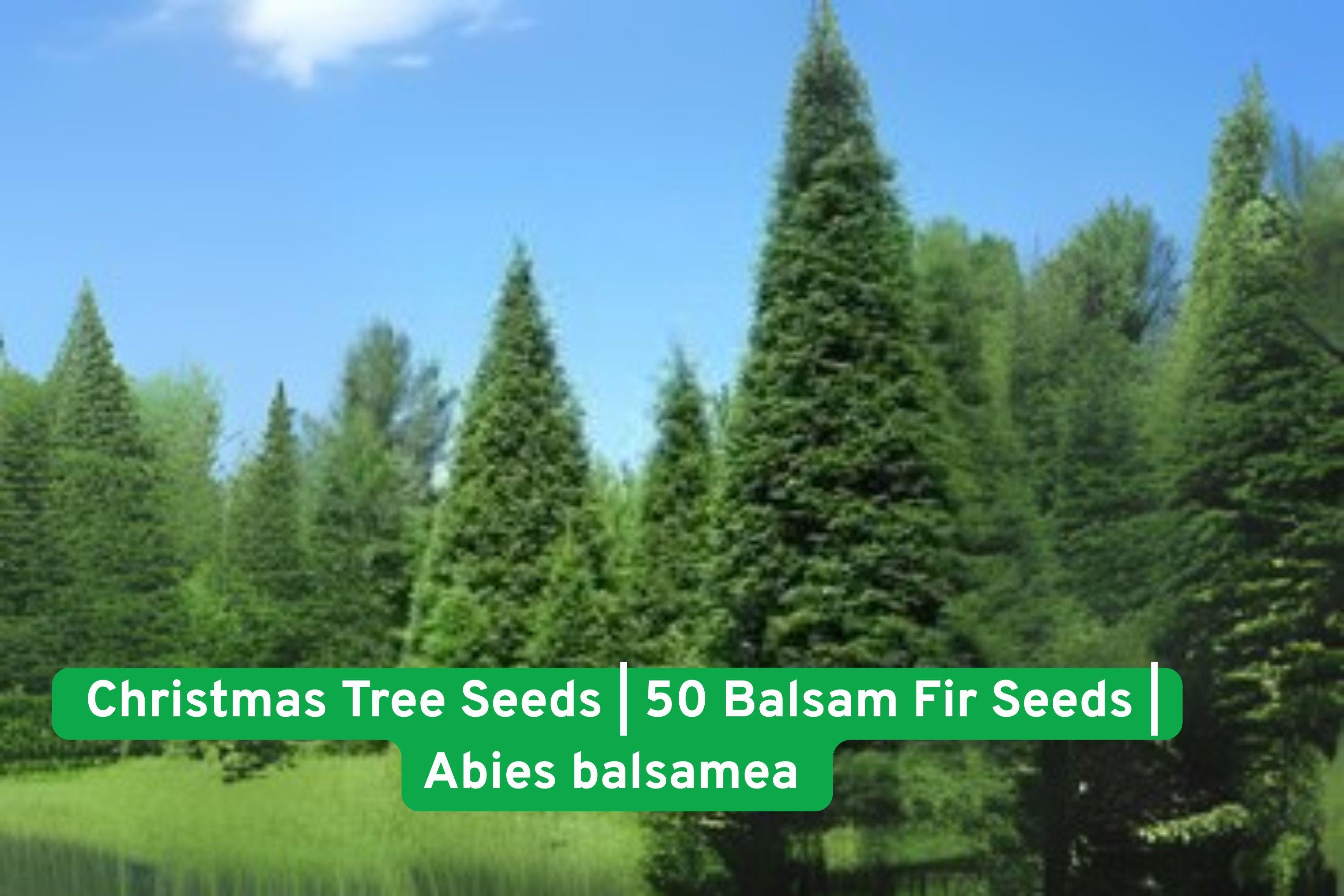 Balsam Fir Christmas Tree Seeds – Abies balsamea, Evergreen, Fragrant, Grow Your Own Holiday Tree, 50 Seeds