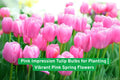Pink Impression Tulip Bulbs – Vibrant Spring Flowering Bulbs for Gardens, Landscaping & Cut Flowers, Tulipa gesneriana