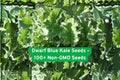 Dwarf Blue Kale Seeds – Non-GMO, Curled Leaves, Cold-Tolerant Brassica oleracea var. sabellica, 100+ Seeds
