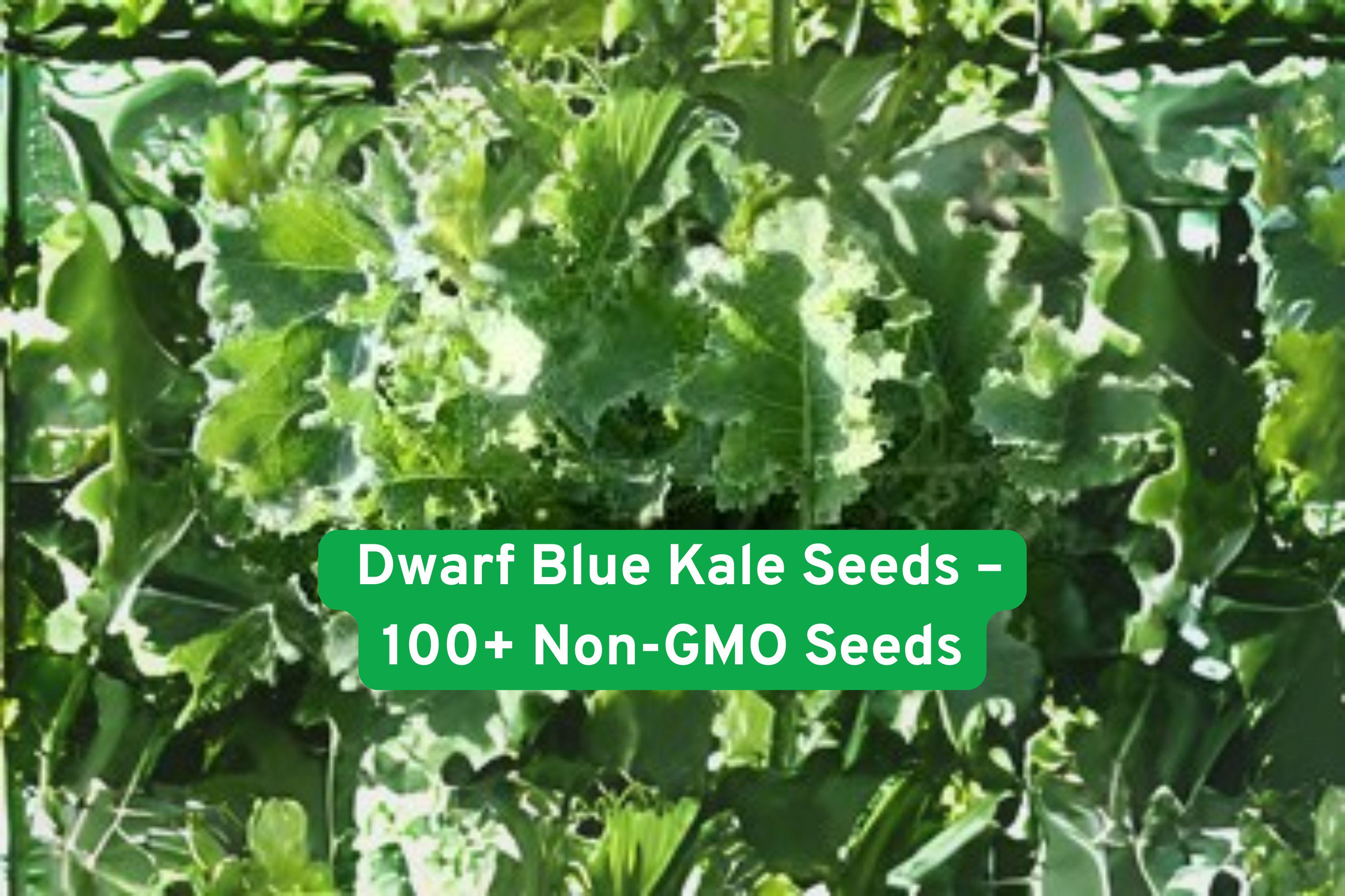 Dwarf Blue Kale Seeds – Non-GMO, Curled Leaves, Cold-Tolerant Brassica oleracea var. sabellica, 100+ Seeds