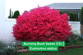 Burning Bush Seeds Euonymus alatus - Fall Foliage, Ornamental Shrub, Hedges, Landscaping, 10 Seeds