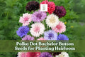 500 Polka Dot Bachelor Button Seeds | Heirloom Cornflower Mix | Vibrant Blue, Pink, White, Purple Annual Flowers for Borders & Cuttings