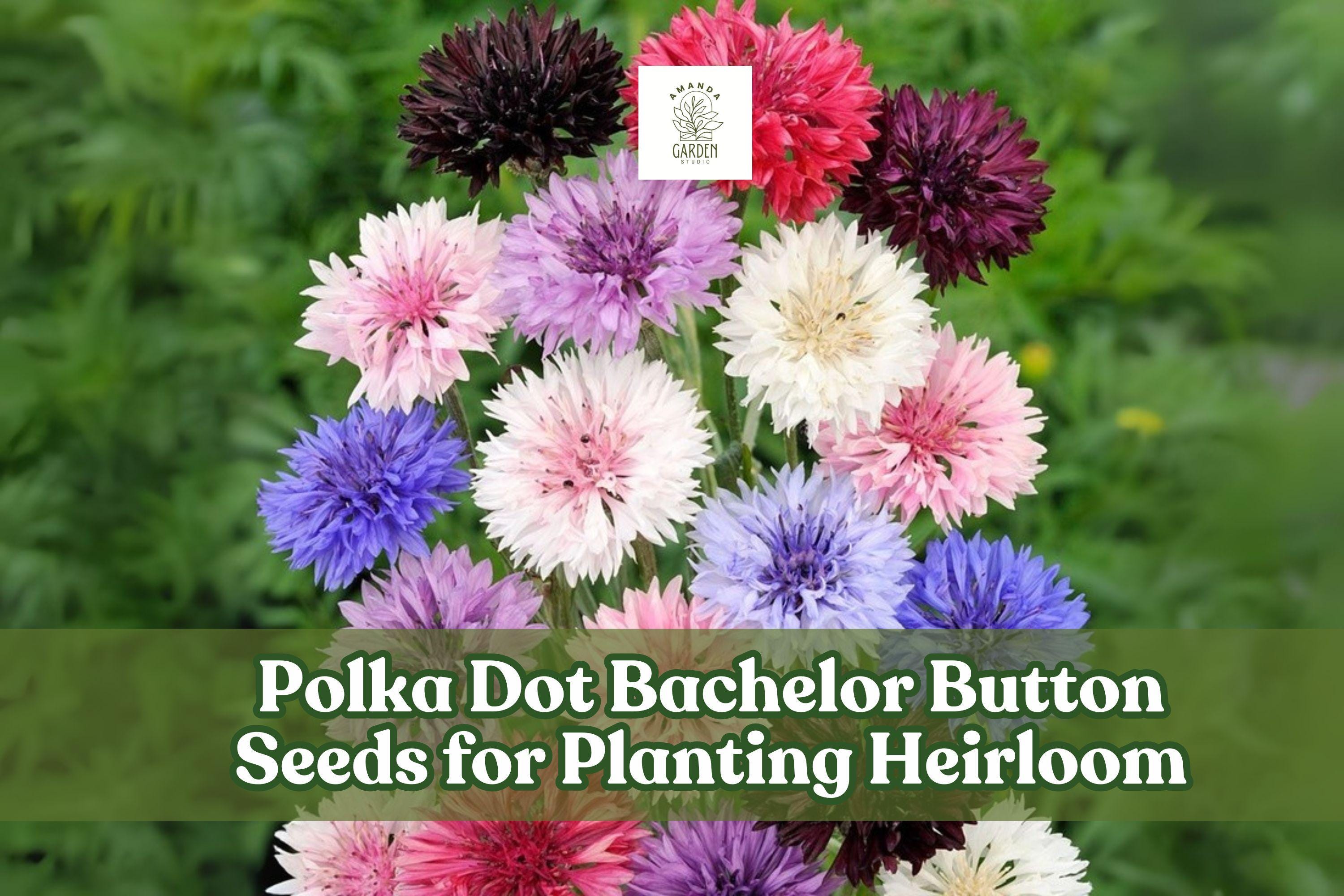 500 Polka Dot Bachelor Button Seeds | Heirloom Cornflower Mix | Vibrant Blue, Pink, White, Purple Annual Flowers for Borders & Cuttings