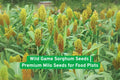Wild Game Sorghum Seeds | Non-GMO Milo for Deer & Bird Food Plots | Sorghum bicolor