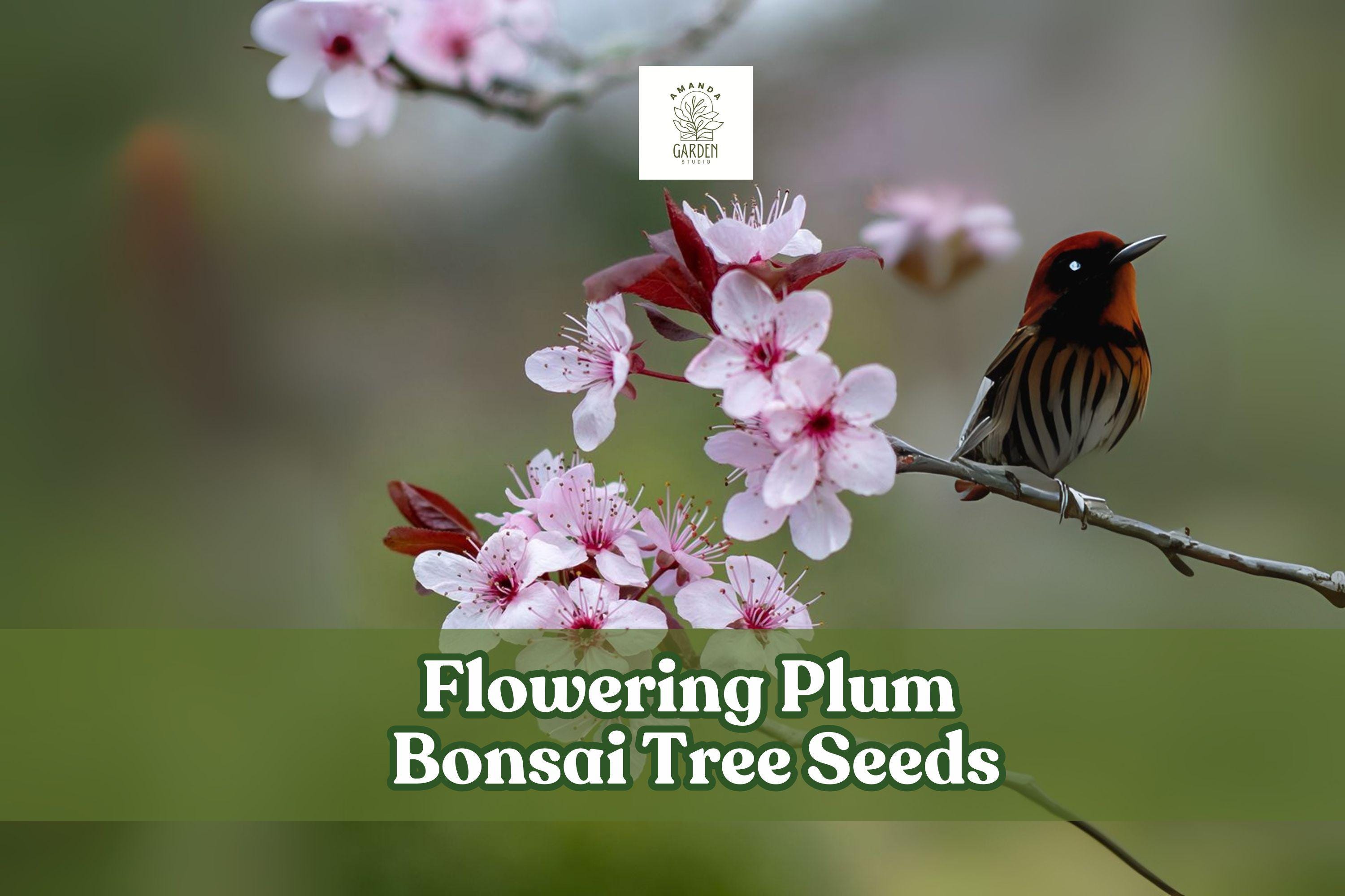 Flowering Plum Bonsai Seeds, Pink Blooms, Prunus triloba, Deciduous Shrub, Indoor & Outdoor Cultivation