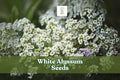 White Alyssum Seeds – Fragrant Carpet of Snow Ground Cover, Lobularia maritima, Easy to Grow Annual