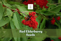 Red Elderberry Seeds - Ornamental Shrub, Wildlife Garden, Sambucus racemosa, Zones 3-7
