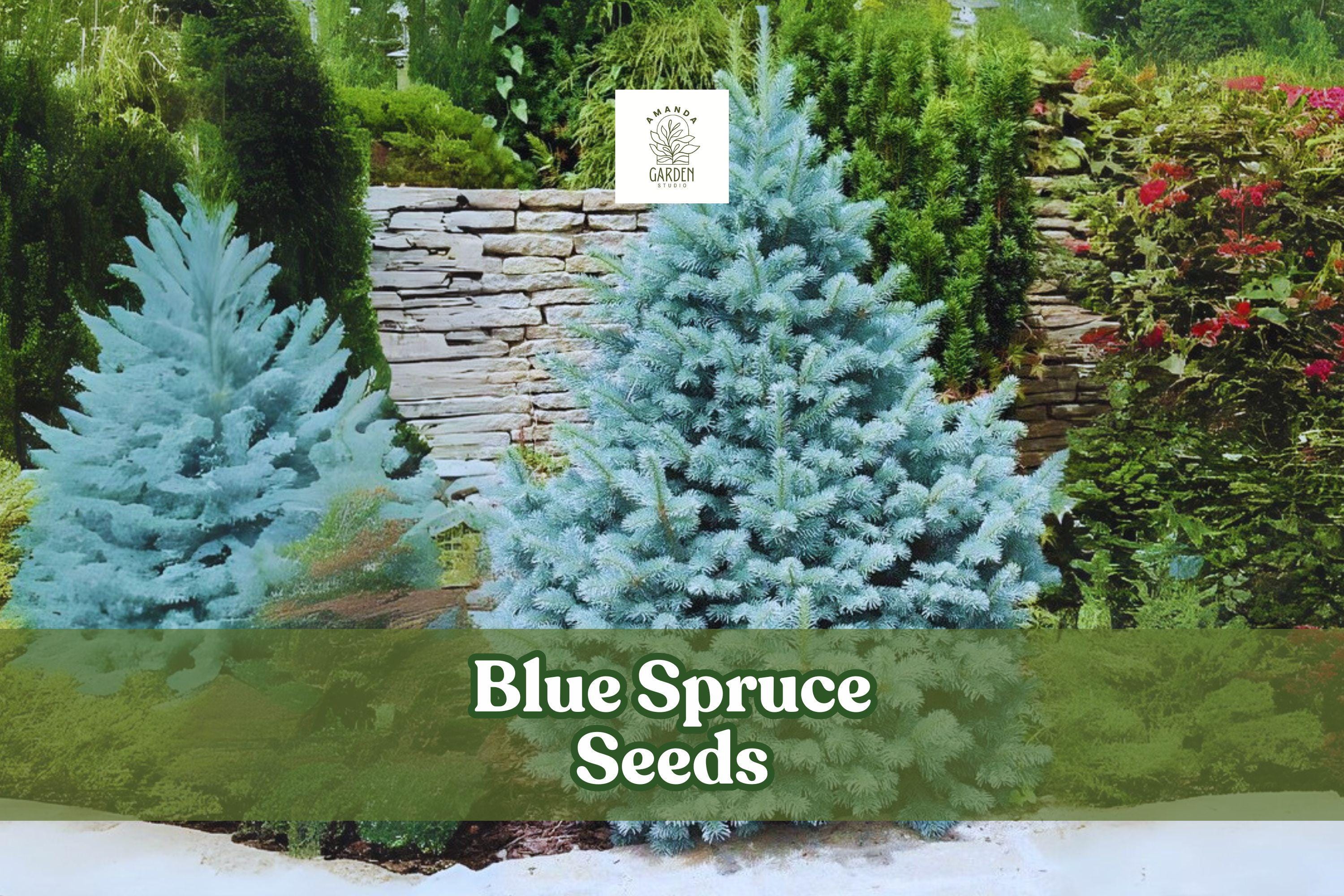 Colorado Blue Spruce Seeds – Picea pungens glauca, Ornamental Evergreen Tree, Blue-Green Needles, Hardy Zones 2-7, 30 Seeds