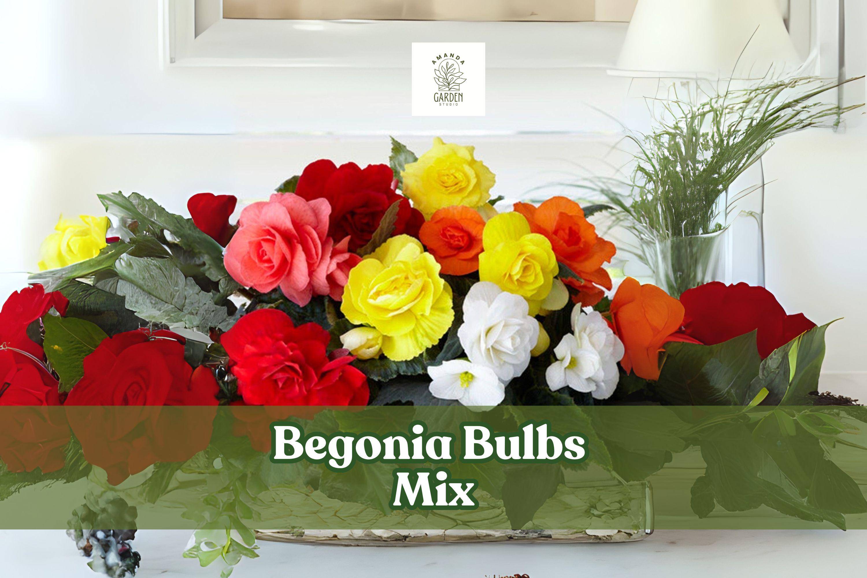 Mixed Begonia Bulbs – Colorful Summer Flowering Bulb Mix for Shade Gardens and Containers