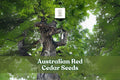 Australian Red Cedar Seeds – Toona ciliata – Fast-Growing Shade Tree with Pinnate Foliage and Mahogany-Like Timber