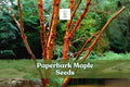 Paperbark Maple Seeds Acer griseum - Ornamental Deciduous Tree for Zones 5-8, Cinnamon Bark, Fall Foliage, 10 Seeds