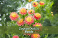 Cactus Dahlia Seeds - Mixed Colors for Summer Blooms - Dahlia × variabilis, 50+ Seeds for Cut Flowers & Garden