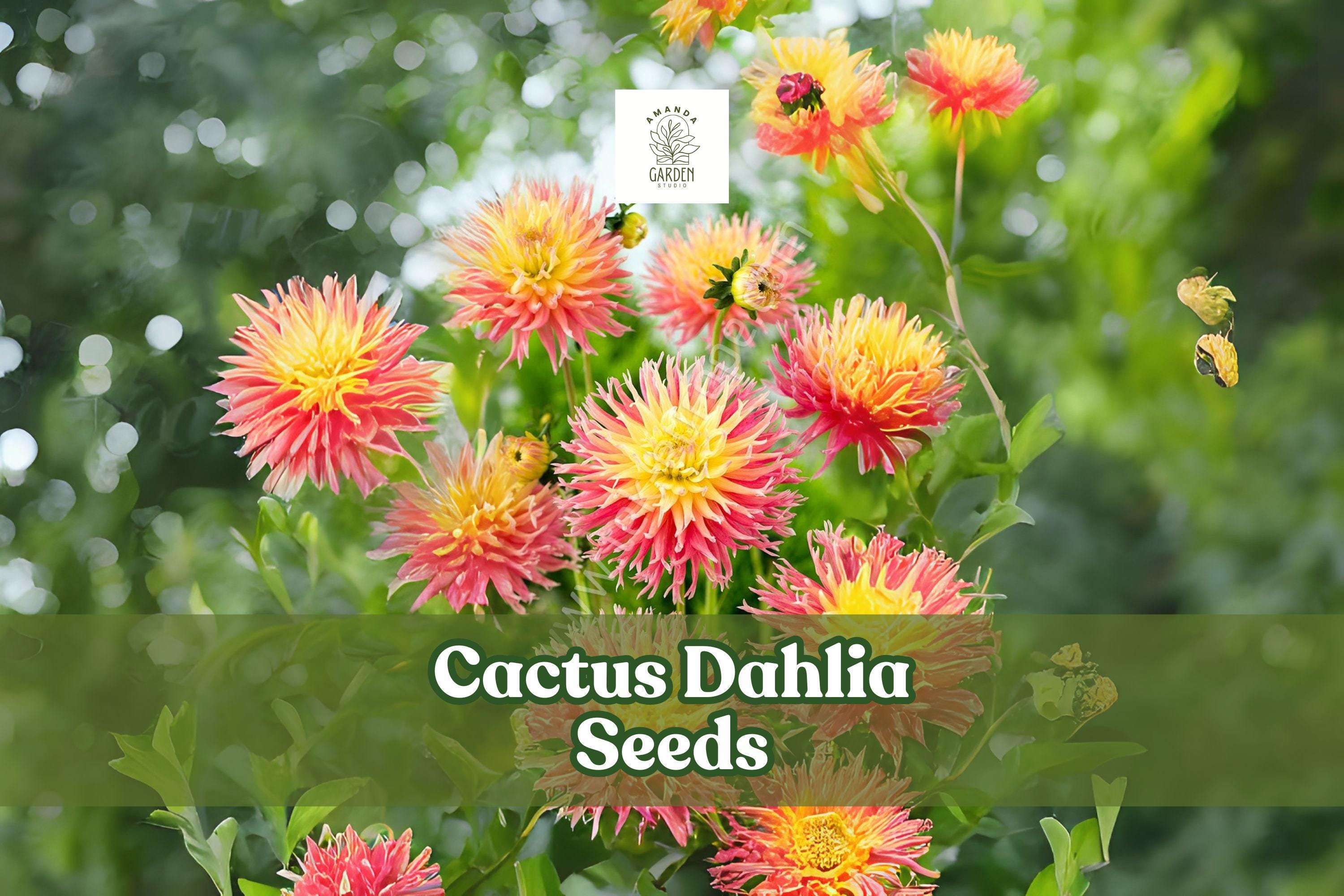 Cactus Dahlia Seeds - Mixed Colors for Summer Blooms - Dahlia × variabilis, 50+ Seeds for Cut Flowers & Garden