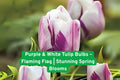 Flaming Flag Tulip Bulbs – Purple & White Spring Blooms, Tulipa, Fall Planting, Hardy in Zones 3–8, Easy to Grow, Garden & Container Planting