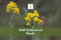 100 Goldenrod Seeds Oligoneuron rigidum Drought-Tolerant Pollinator Magnet Native Perennial