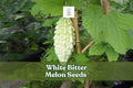 White Bitter Melon Seeds – Rare Tropical Climbing Vegetable Vine, Momordica charantia, White Gourds, Garden, Trellis, Warm Climate
