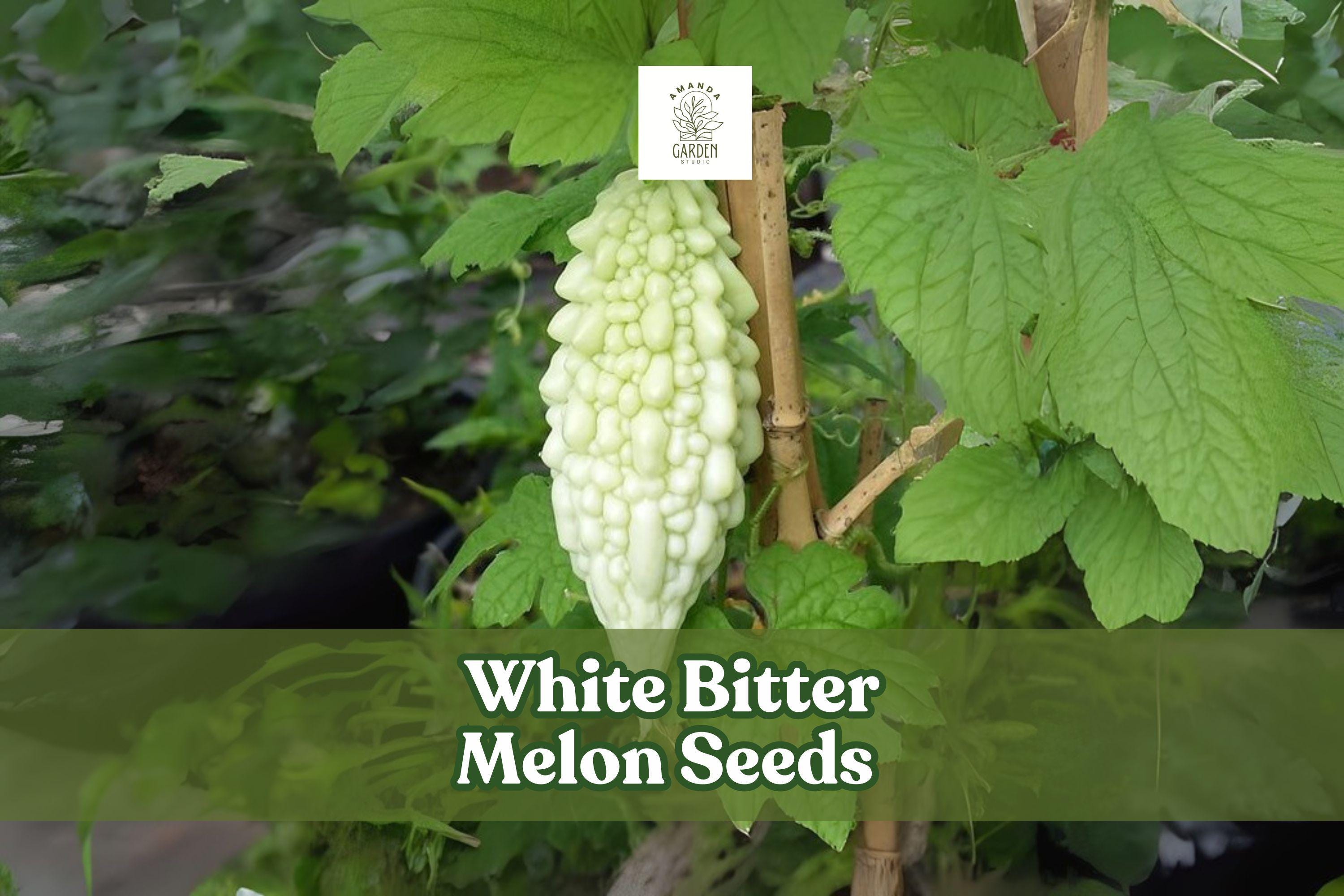 White Bitter Melon Seeds – Rare Tropical Climbing Vegetable Vine, Momordica charantia, White Gourds, Garden, Trellis, Warm Climate