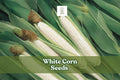 White Corn Seeds for Planting, Zea mays, Garden Corn Variety, 75 Seeds for Home Gardens & Small Plots