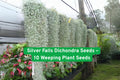 Silver Falls Dichondra Seeds – Drought-Tolerant Ground Cover & Hanging Basket Plant – Dichondra argentea