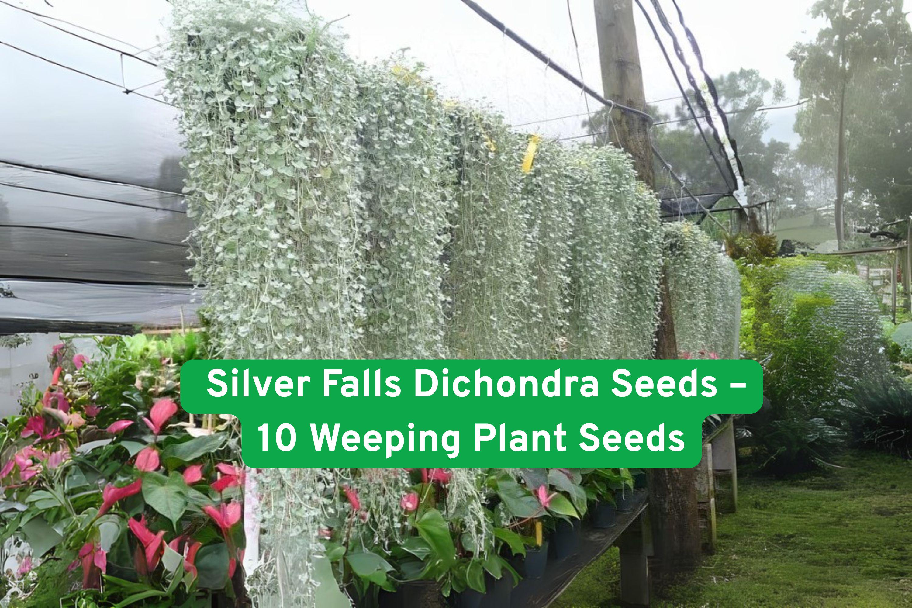 Silver Falls Dichondra Seeds – Drought-Tolerant Ground Cover & Hanging Basket Plant – Dichondra argentea