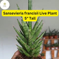 Sansevieria francisii Live Succulent Plant – Drought-Tolerant, Air-Purifying, Indoor Decor, 5-Inch Tall