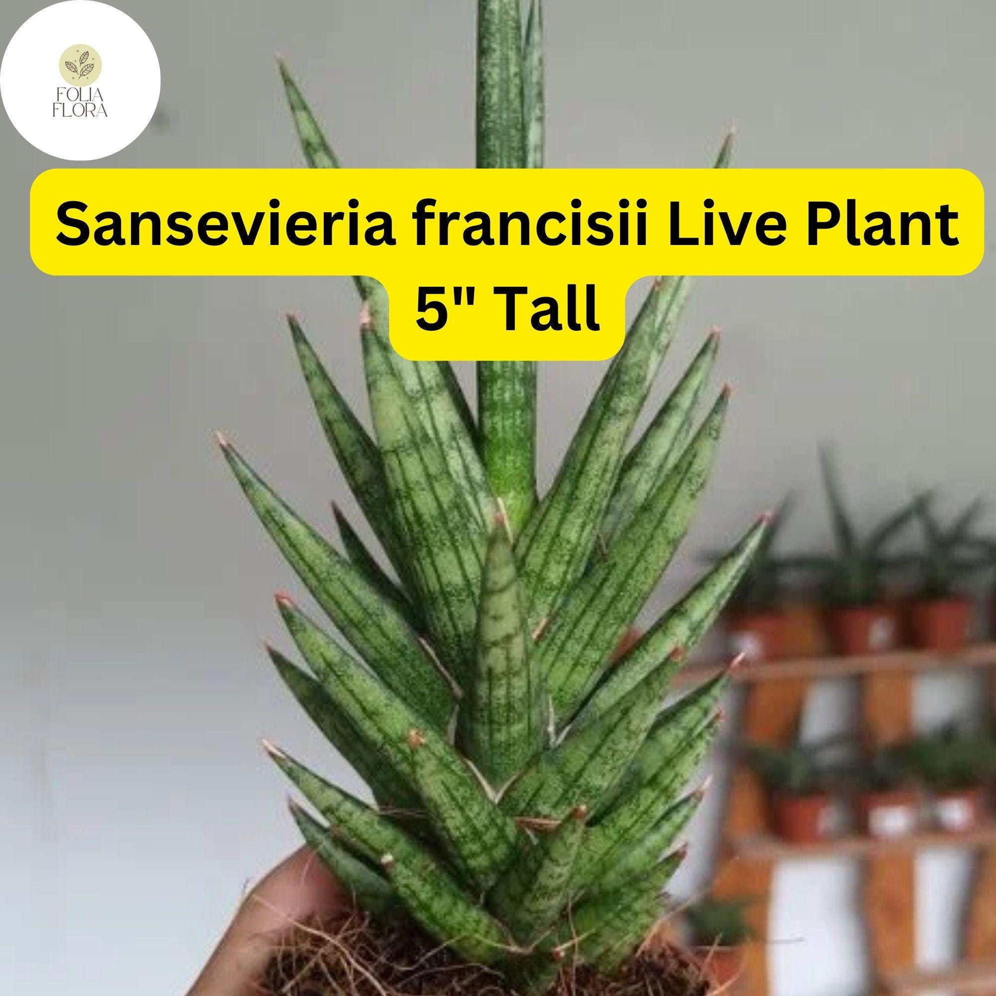Sansevieria francisii Live Succulent Plant – Drought-Tolerant, Air-Purifying, Indoor Decor, 5-Inch Tall