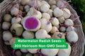 Watermelon Radish Seeds – Heirloom Non-GMO Raphanus sativus, Pink Center, 300 Seeds for Salad, Garnish, or Pickling